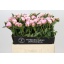 product/img.floraplaza.nl/2479-55-LIVE_fotos-0xCE3CE67AE103717C9A1752D4722B60C47CDBD10E.jpg