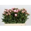 product/img.floraplaza.nl/2479-55-LIVE_fotos-0xFB4CE7B6E9EDFB3A8317C450E72339DB53FEAEF4.jpg