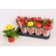 product/img.floraplaza.nl/24929-12-LIVE_fotos-0xABE6165E9ABD95A4E774C0D6FB8D3CD98F7337AA.jpg