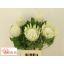 product/img.floraplaza.nl/24949-70-LIVE_fotos-0xB22CBDF38F28ADB1830CDF8F6CB9695BDCD4C7B4.jpg