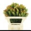 product/img.floraplaza.nl/24999-50-LIVE_fotos-0xCD2AF31F3F73E0FC2FB851AFD773328AE3903C35.jpg