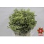 product/img.floraplaza.nl/250-45-ASSORTI_fotos-Magnet-Blad pittosporum nigra 50cm 200gr.JPG