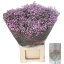 product/img.floraplaza.nl/25032-75-LIVE_fotos-0xAEB7BC640DCA31D4E004504A79E96C6A09120119.jpg