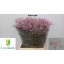 product/img.floraplaza.nl/25032-75-LIVE_fotos-0xDF4E71FF4EBE66FD064231C0E52C75D66FBB801E.jpg
