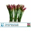 product/img.floraplaza.nl/2512-70-LIVE_fotos-0x850E857C6C5B4EFEDBF4E02BEC5FE1B759087940.jpg