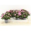 product/img.floraplaza.nl/25208-13-LIVE_fotos-0x00A9C09B56CCC7FCBB9F58AAD5A348DF553D34D7.jpg