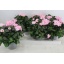 product/img.floraplaza.nl/25208-13-LIVE_fotos-0x87CF5B358D7A1AF0710764A1C9693BDE201D0FB7.jpg