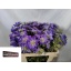product/img.floraplaza.nl/2543-50-LIVE_fotos-0xC124ECC60A9BD9D482E508B455F597212CED6850.jpg
