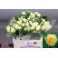 product/img.floraplaza.nl/25505-55-LIVE_fotos-0xCC0C6D384DAAC126C60D4AC1BA65B3922A76A26B.jpg