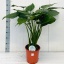 product/img.floraplaza.nl/25534-24-LIVE_fotos-0xD1EDFBE57B5ADDF285B25BA3299026039C1EA181.jpg