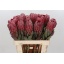 product/img.floraplaza.nl/256-60-LIVE_fotos-0xD44D7FDD5C85C9CDA153409B17D1D4E4B439DDB6.jpg