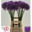 product/img.floraplaza.nl/25630-70-LIVE_fotos-0x7DF75A57263A2005971C454ACA30D21573FB4B92.jpg