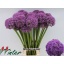 product/img.floraplaza.nl/25630-85-LIVE_fotos-0x31CC22D465F222AF10AF24C91C4BBCE2F39EB074.jpg