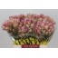 product/img.floraplaza.nl/25650-40-LIVE_fotos-0xB7E01C36FEAA972EDED65FECB4CA50F90E764D56.jpg