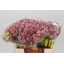product/img.floraplaza.nl/25650-40-LIVE_fotos-0xCDB90981E5A5CBA58651207CFA0167EAE2111B58.jpg