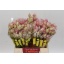 product/img.floraplaza.nl/25650-40-LIVE_fotos-0xE08BBBBF3BBC4EABD71B996B9AEC4E1F0E0A5B7E.jpg