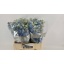product/img.floraplaza.nl/25678-50-LIVE_fotos-0xA508A7E876E34B07ACBE57814D2F28FD2EF34D0B.jpg