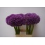 product/img.floraplaza.nl/25704-65-LIVE_fotos-0x1D152AA240521AC66A2FF3E02962B094BB63262B.jpg