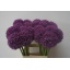 product/img.floraplaza.nl/25704-65-LIVE_fotos-0x4DBCAA0E6685488C7D4989EF8B5A2B1E10D5254B.jpg