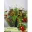 product/img.floraplaza.nl/2572-70-LIVE_fotos-0x149DFF98A5403EAB8893EF775B4B957830CA12B6.jpg