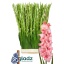 product/img.floraplaza.nl/25751-120-LIVE_fotos-0x22CB50E90F12285031F7291C988ECD8D0D84B56F.jpg