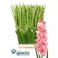 product/img.floraplaza.nl/25751-120-LIVE_fotos-0x48C7E0B5AA94192F4151EFDDD7527D8EB8F1C9A5.jpg