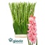 product/img.floraplaza.nl/25751-120-LIVE_fotos-0x4A2CEB738AF140A49F8F6D9669BA4AA74D2639F8.jpg
