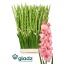 product/img.floraplaza.nl/25751-120-LIVE_fotos-0xCB16D6A4D32A5D97A19C15F6785967DE01461680.jpg