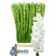 product/img.floraplaza.nl/25797-110-LIVE_fotos-0xE7C367E84B6A0533C40E827E0B0B6955494151B4.jpg