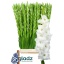 product/img.floraplaza.nl/25797-120-LIVE_fotos-0x0D1F6D0BC3671133D324B5B7FE4C56D516DBD823.jpg