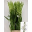 product/img.floraplaza.nl/25797-120-LIVE_fotos-0x24DC0DA8AE80C255F7E57EE0589C9552A7FC2DF1.jpg
