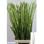 product/img.floraplaza.nl/25797-120-LIVE_fotos-0x7F66876E0AAFB5D537374C1A2C11040FF4E2619F.jpg