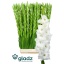 product/img.floraplaza.nl/25797-120-LIVE_fotos-0xC8530DA6DEEBEF9D076E763A341098D0A208FBB4.jpg