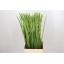 product/img.floraplaza.nl/25797-120-LIVE_fotos-0xD0AECA942466092452E35CDE5F8BF952CD4DF0A5.jpg