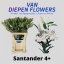 product/img.floraplaza.nl/25816-90-LIVE_fotos-0x1FE98FDA1BF2A32F01074773B1A481BCF9A9519D.jpg