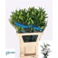 product/img.floraplaza.nl/25816-90-LIVE_fotos-0x5AD75AA38F59848C8D0932F11391630BE778DBAA.jpg