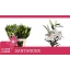 product/img.floraplaza.nl/25816-90-LIVE_fotos-0xA39729AF7CE8C1EEC8CF6A395D0736579A311AE8.jpg