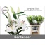 product/img.floraplaza.nl/25816-90-LIVE_fotos-0xFBAC334E69437AD3F21C7A3F1708DC2C47CE7984.jpg