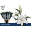 product/img.floraplaza.nl/25816-95-LIVE_fotos-0xC55D076E22E67A2FEDA92B4A39A6E9D2E789A767.jpg