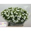 product/img.floraplaza.nl/25826-60-LIVE_fotos-0xA8DA68A9D2821BCA177B94B5E6608458B5D2FD0C.jpg