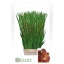 product/img.floraplaza.nl/25895-LIVE_fotos-0xB0998B4A2BA9E1566F60E9D6562CCFBC9D63D487.jpg