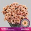 product/img.floraplaza.nl/25908-70-LIVE_fotos-0x7DB6ECDE5BD8748A9B0D31C1FB786E633E8B2BD4.jpg