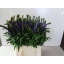 product/img.floraplaza.nl/25935-50-LIVE_fotos-0x148818DBC3007A6BB82D8AD46D7A2B229262B8DC.jpg