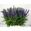 product/img.floraplaza.nl/25935-50-LIVE_fotos-0x87CDBC82F931BFF381F7A3DA7597E57FBFE8C18D.jpg