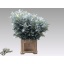 product/img.floraplaza.nl/25999-80-LIVE_fotos-0xBF1865F67A15BFC22CFFA64CBC4A3DF98E8B81D1.jpg
