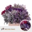 product/img.floraplaza.nl/26000-60-LIVE_fotos-0x70F6574E37111941E76A2BAA4C9C32D9C44E2A65.jpg