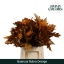 product/img.floraplaza.nl/26000-60ORANGE-LIVE_fotos-0xD3823A87779F38B252F647D67BB90C51778BA7CE.jpg
