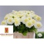 product/img.floraplaza.nl/26297-55-LIVE_fotos-0xF98A622CCD36B3098774DF1C5305FD1B71CB2C49.jpg