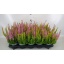 product/img.floraplaza.nl/26302-11-LIVE_fotos-0x77B34BB05CDF1DBC569BAAE5E34D91BF9E9E3C6F.jpg