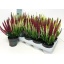 product/img.floraplaza.nl/26302-12-LIVE_fotos-0xEDBE94862C1AD93D0CB31958C1C3ECE8B97DC62D.jpg